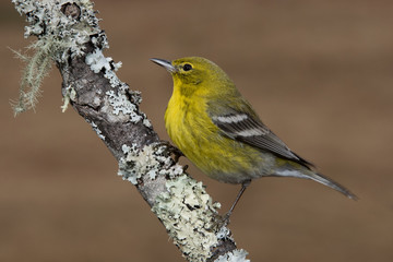 Obraz premium Pine Warbler