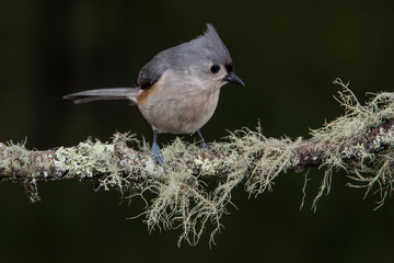 Tufted Titmouse