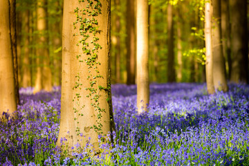 Halle, enchanted forest of blue bells flowers near Bruxelles, Belgium