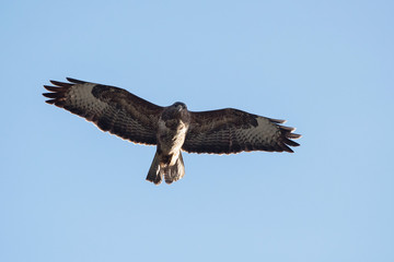 Common Buzzard, Buzzard, Buteo buteo