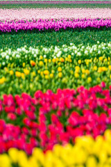 Tulips fields in Lisse, Netherlands