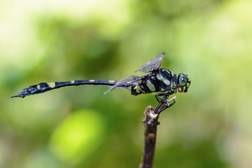 Beautiful dragonfly on branch with green background.