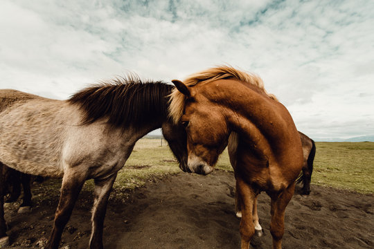 Two horse portrait, head to head 