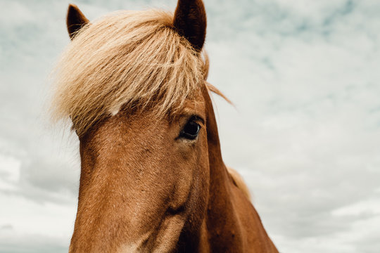 Close-up of a brown horse against cloudy sky