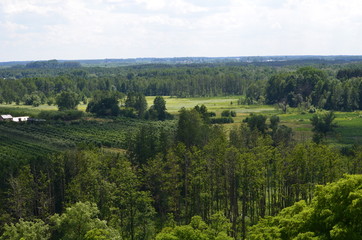 Fototapeta na wymiar Las koło Czerska/The forest near Czersk, Mazovia, Poland