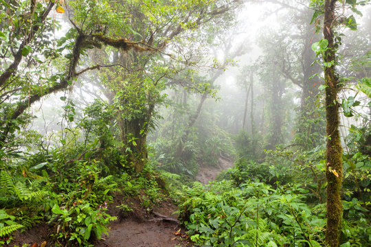Fototapeta Deep in lush foggy rainforest