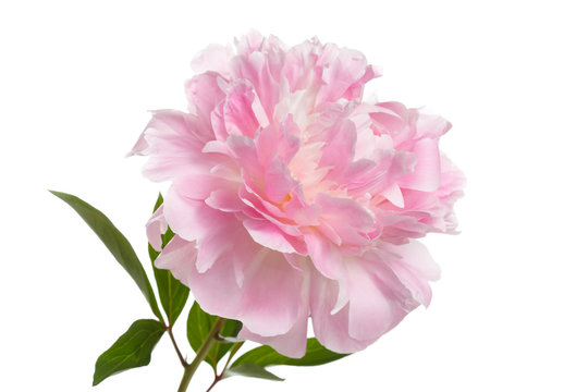 Fototapeta Pink peony flower with leaves isolated on white background.