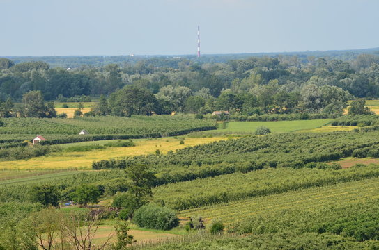 Sadownictwo na Mazowszu/The orchards in Mazovia, Poland