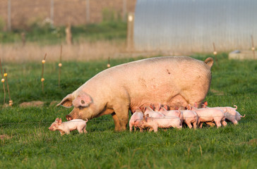 Ferkel drängen Mutter zum säugen