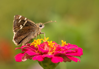 Southern Cloudywing butterfly resting on a hot pink Zinnia flower