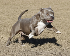 Pitbull jumping and playing at the park