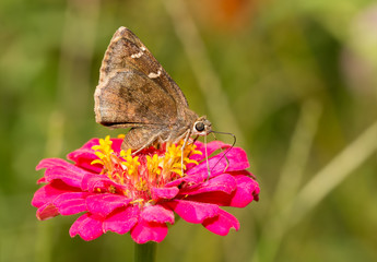 Southern Cloudywing butterfly feeding on a pink Zinnia flower