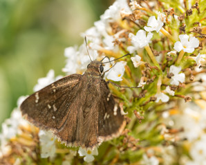 Confused Cloudywing butterfly feeding on white Butterflybush flowers