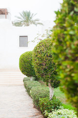 Park with shrubs and green lawns, landscape design. Beautiful Garden with a Freshly Mowed Lawn.Landscaping. Palm tree. Summer, travel photo concept