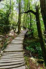 Stairs from the wood in the national park Plitvice Lakes