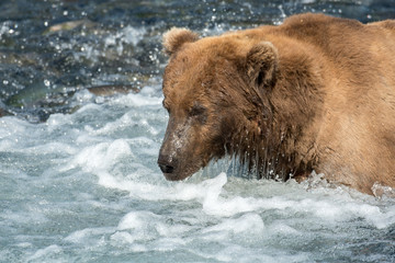 Alaskan brown bear fishing for salmon