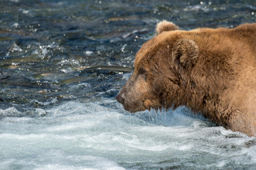 Naklejka na ściany i meble Alaskan brown bear fishing for salmon