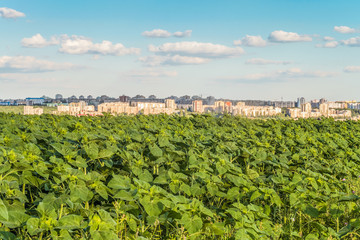 Fototapeta na wymiar Plantation of young green sunflowers on blurred background of the city skyline. Agricultural background.