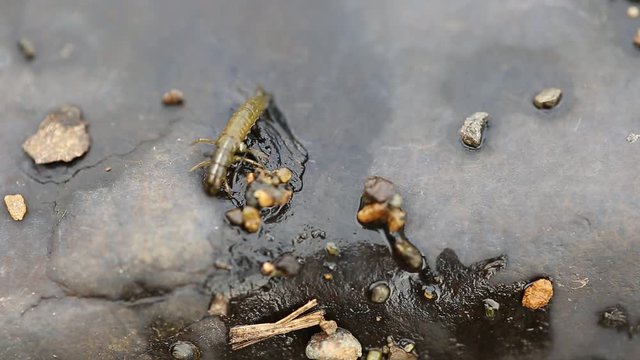 Caddis larva (Trichoptera)