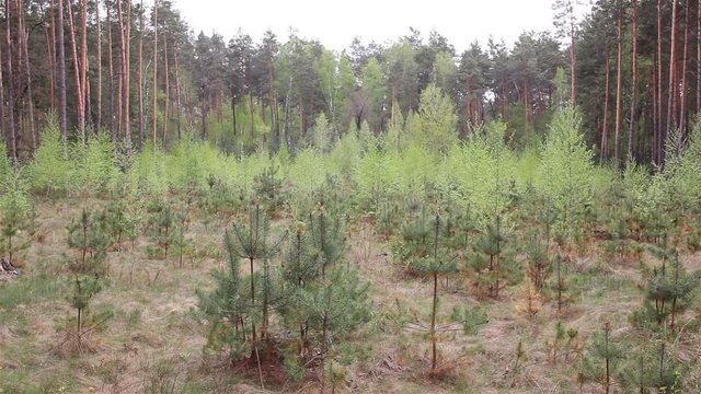 Christmas tree grove in the forest