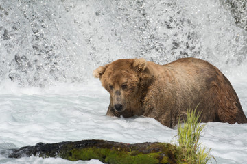 Alaskan brown bear fishing