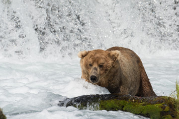 Naklejka na ściany i meble Alaskan brown bear fishing