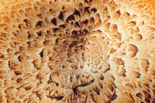 Surface texture mushroom cap Sarcodon imbricatus