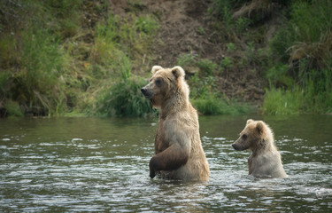 Obraz na płótnie Canvas Brown bear cub and sow