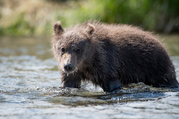 Alaskan brown bear cub © Tony Campbell