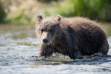 Alaskan brown bear cub