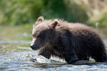 Alaskan brown bear cub © Tony Campbell