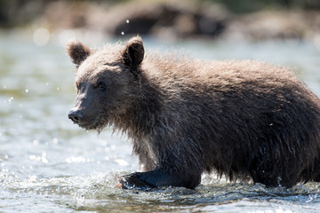 Alaskan brown bear cub © Tony Campbell