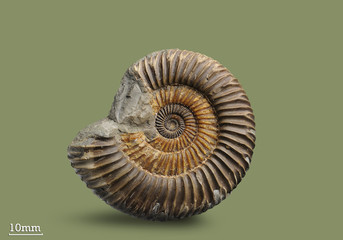 Ammonite - fossil mollusk. Ammonites lived in the ancient ocean 165 million years ago. 