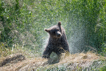 Alaskan brown bear cub shaking