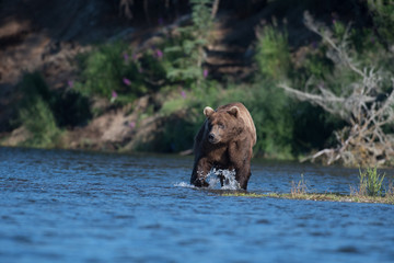Naklejka na ściany i meble Large Alaskan brown bear