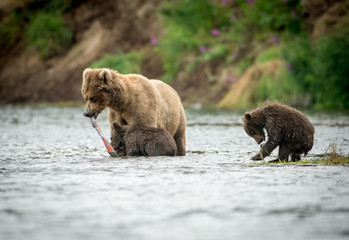 Alaskan brown bear sow and two cubs