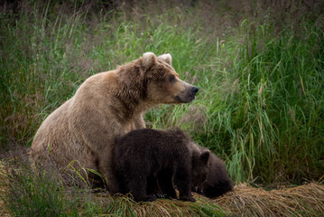 Alaskan brown bear sow with cubs