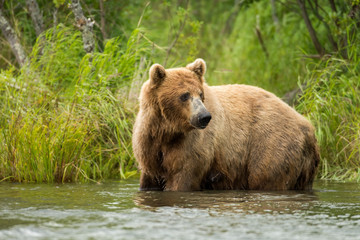Plakat Alaskan brown bear sow