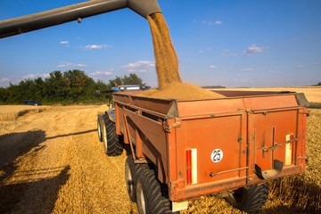 Moisson de bl&eacute;