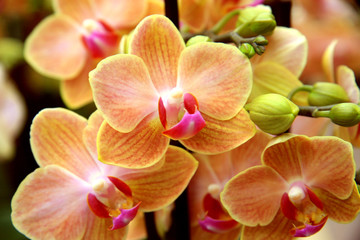 Fototapeta na wymiar Pale orange orchid / Branch of pale rare orchids in the greenhouses in Switzerland