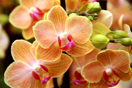 Fototapeta Pale orange orchid / Branch of pale rare orchids in the greenhouses in Switzerland