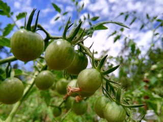 Tomatos in the countryside