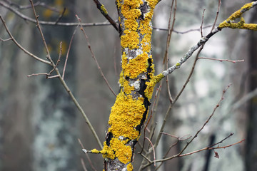 Yellow lichen on the tree trunk