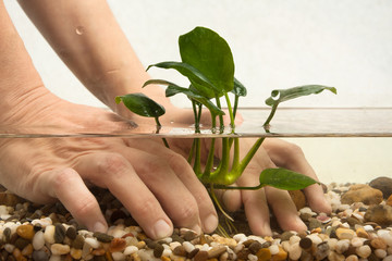 hands of aquarian planting water plant in aquarium