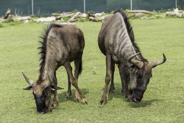 Gnu striato