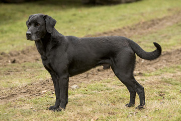 Working Dogs at Game Shoots