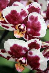 Fototapeta na wymiar Bordeaux and white orchid / Motley orchid greenhouse in summer