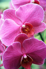 Giant orchid / Purple giant branch exotic orchids