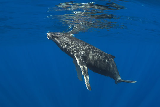 Humpback whale swimming in sea