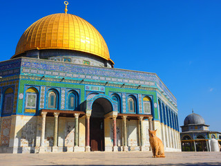Naklejka premium A cat in front of Temple Mount,Jerusalem